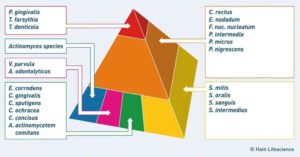Markerkeime der Parodontitis n. Sokransky