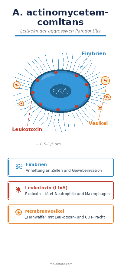 Aggregatibacter actinomycetemcomitans Virulenz Aussehen