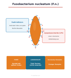 Fusobacterium nucleatum Steckbrief