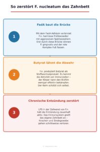 Fusobacterium nucleatum-butyrat, FadA Adhaesin