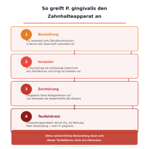 so zerstört Porphyromonas gingivalis (P.g.) den Zahnhalteapparat