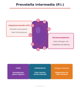  Prevotella intermedia Eigenschaften, Hormonrezeptoren