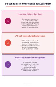 So schädigt Prevotella intermedia das Zahnbett