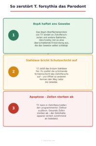 Tannerella forsythia roter Komplex parodontitis