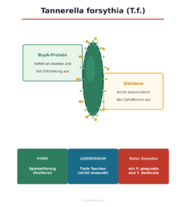Tannerella forsythia sialidase BspA-Protein parodontitis