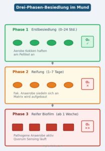 Biofilm: 3 Phasen im Mund
