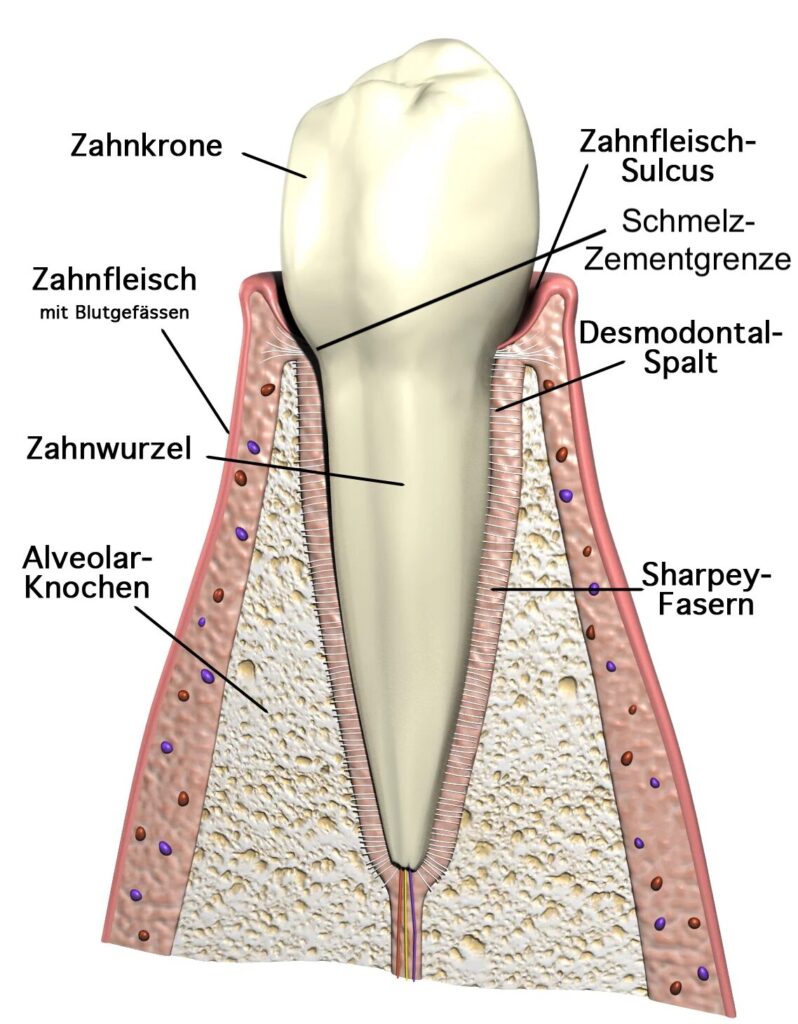 Zahnhalteaapparat-CAL Schmelzzementgrenze